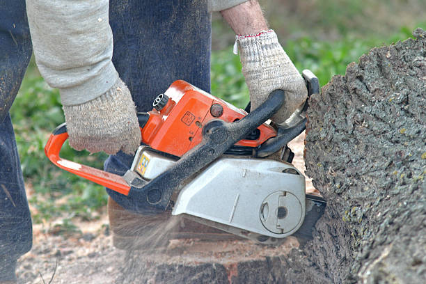 Best Hazardous Tree Removal  in Olympia, SC